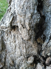 Camponotus