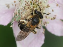 Andrena
