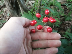 Actaea rubra