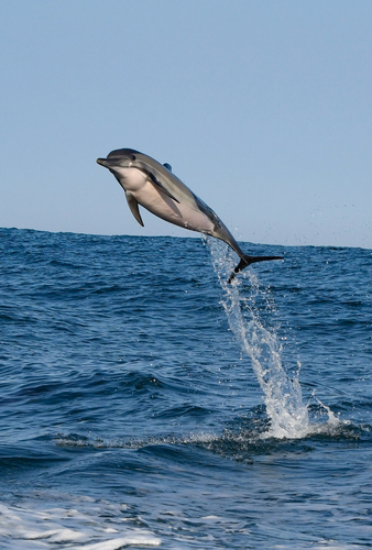 Common dolphin