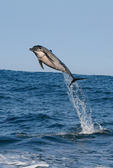 Common dolphin