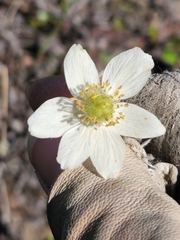 Anemone parviflora