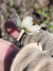 Anemone parviflora
