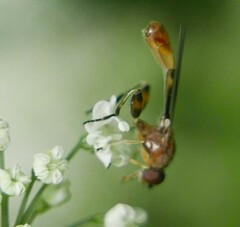 Sphegina sibirica