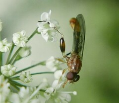 Sphegina sibirica