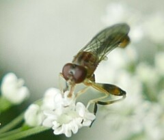 Sphegina sibirica