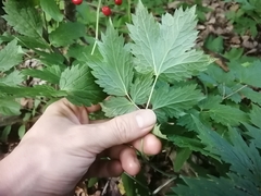 Actaea rubra