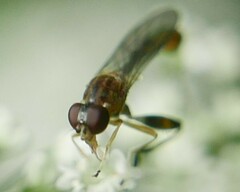 Sphegina sibirica
