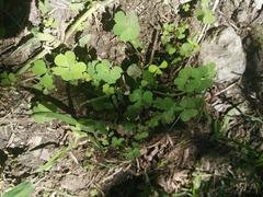 Oxalis
