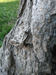 Camponotus