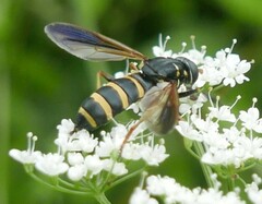 Temnostoma bombylans