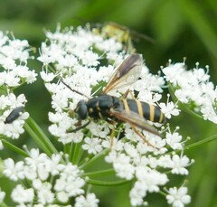 Temnostoma bombylans