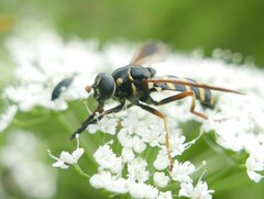 Temnostoma bombylans