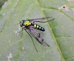 Condylostylus melampus