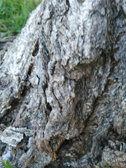 Camponotus