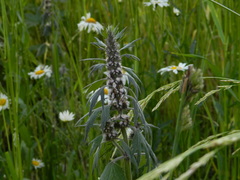 Leonurus quinquelobatus
