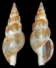 Daphnella