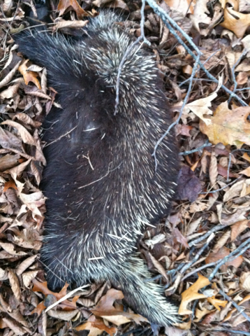 North American Porcupine from 181 Main Ave, East Kingston, New ...