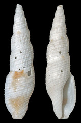 Daphnella