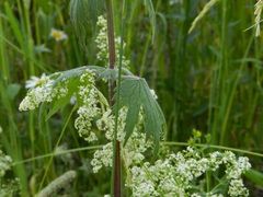 Leonurus quinquelobatus