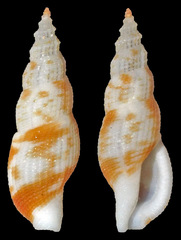 Daphnella
