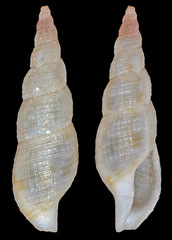 Daphnella