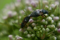 Acompus rufipes