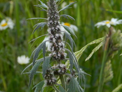 Leonurus quinquelobatus