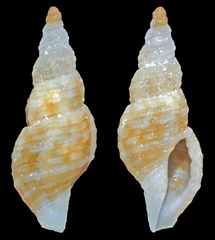 Daphnella
