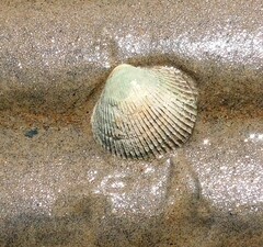 Ciliatocardium ciliatum