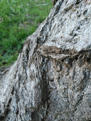 Camponotus