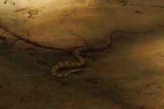 Nerodia sipedon pleuralis