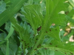 Acyrthosiphon