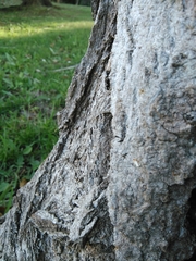 Camponotus