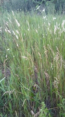 Melica transsilvanica