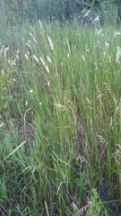 Melica transsilvanica