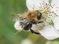 Bombus hypnorum