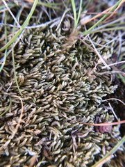 Rhynchostegium murale