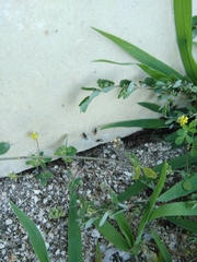 Lasius