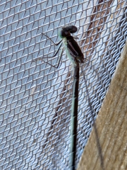Coenagrion resolutum