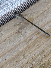 Coenagrion resolutum