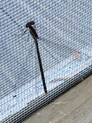 Coenagrion resolutum