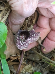 Hexastylis shuttleworthii