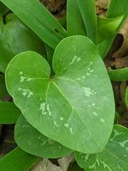Hexastylis shuttleworthii
