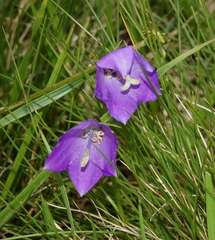 Campanula herminii