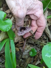 Hexastylis shuttleworthii
