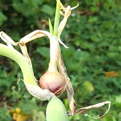 Allium proliferum