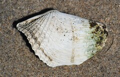 Zirfaea crispata