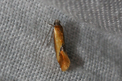Batia lunaris