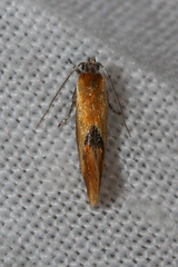 Batia lunaris
